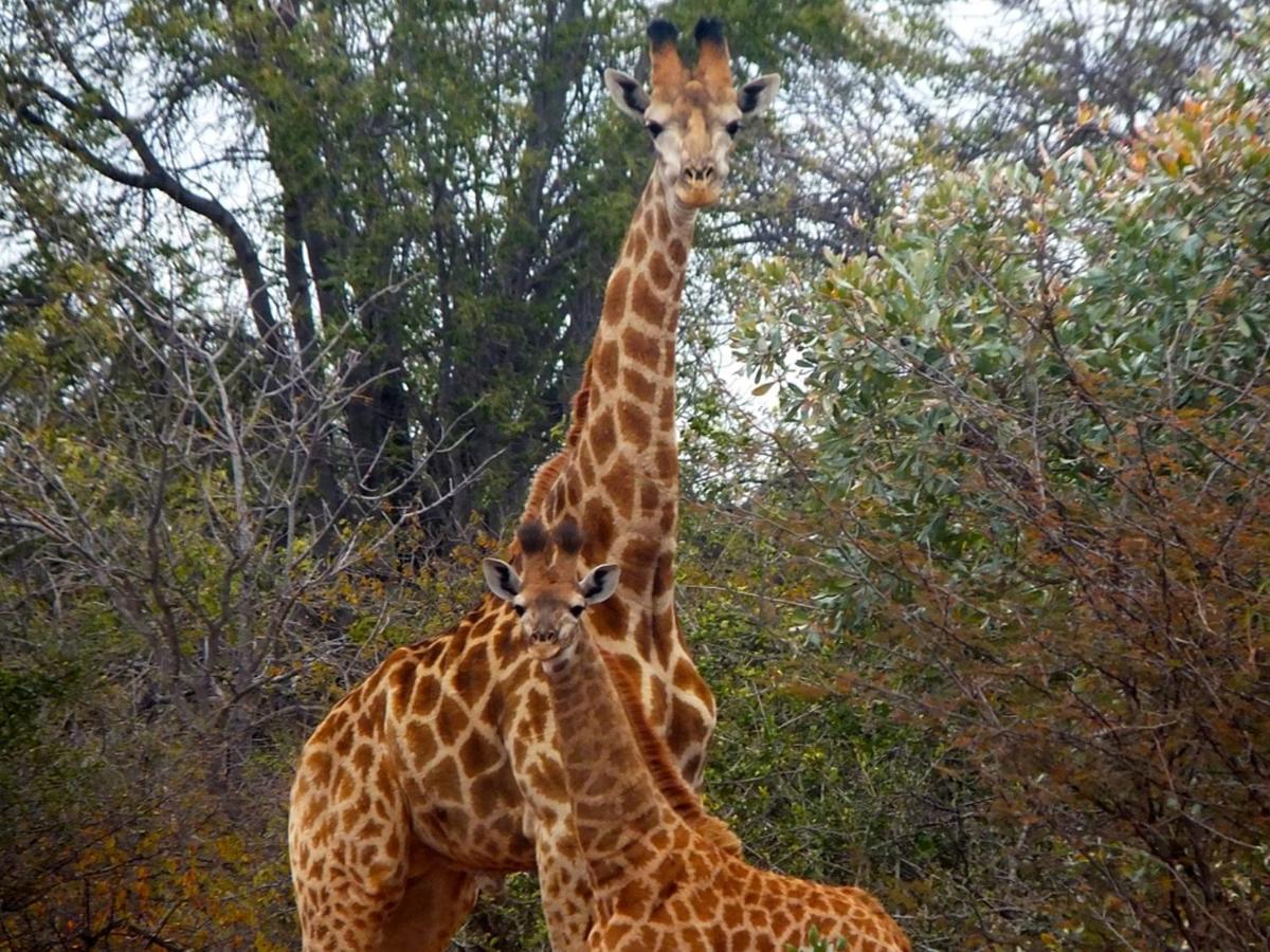 Iphofolo Lodge & Tented Camp Vivo Buitenkant foto