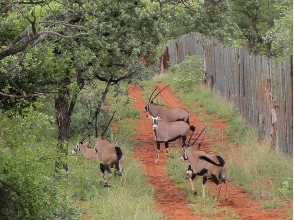 Iphofolo Lodge & Tented Camp Vivo Buitenkant foto