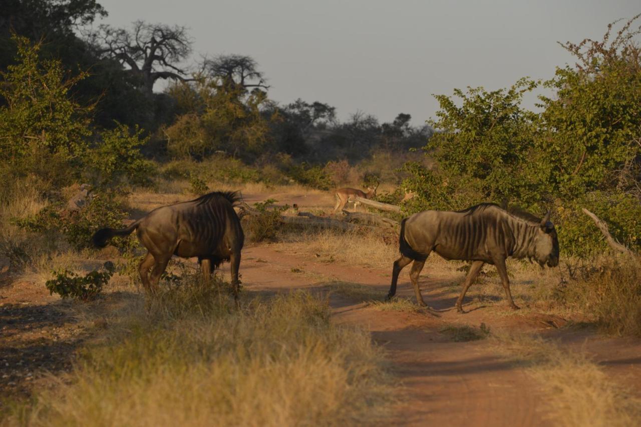 Iphofolo Lodge & Tented Camp Vivo Buitenkant foto