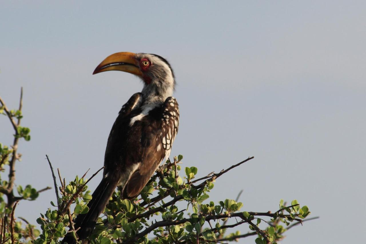 Iphofolo Lodge & Tented Camp Vivo Buitenkant foto