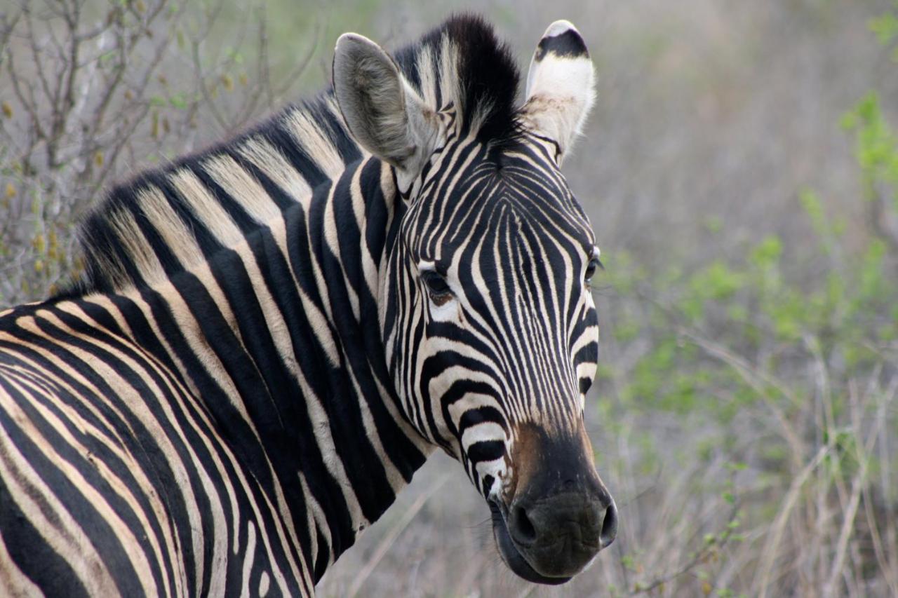 Iphofolo Lodge & Tented Camp Vivo Buitenkant foto