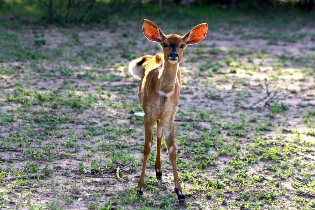Iphofolo Lodge & Tented Camp Vivo Buitenkant foto